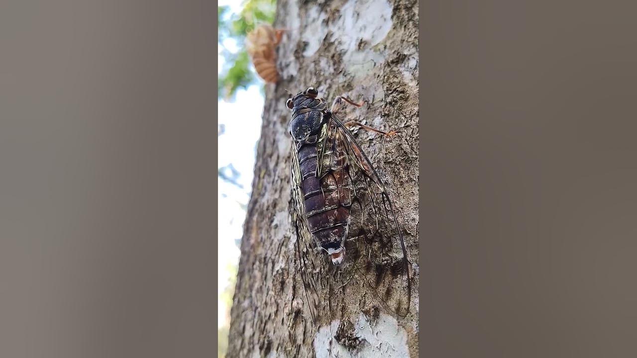 Sound of Cicada in Thailand #cicada #sound #cicadasound #noise  😯