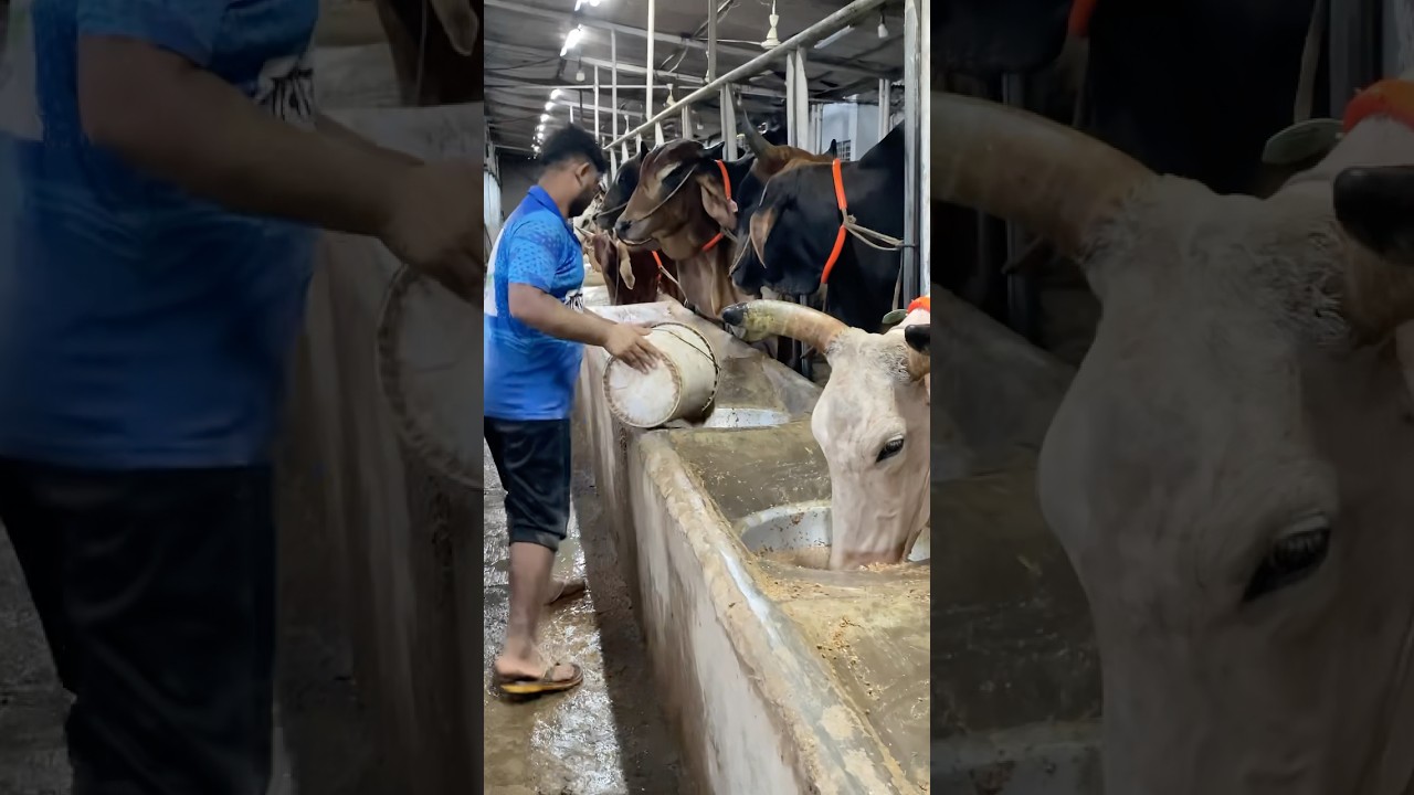 Cows were given a nutritious breakfast of grain-based feed. 