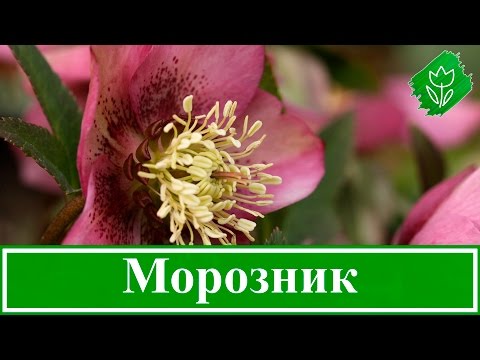 🌺 Цветок морозник – посадка и уход: выращивание и размножение морозника; виды и сорта морозника