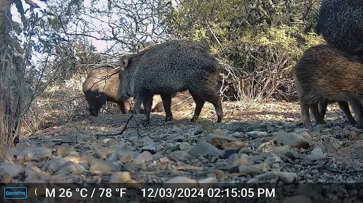 Javelina Trail Camera Episode 6 // Everyone's Grouchy pt.2