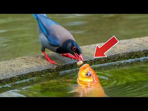 Animals Helping Each Other In Ways You Never Expected!❤️