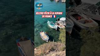Record Officiel De La Plus Grosse Dorade Pêchée En France