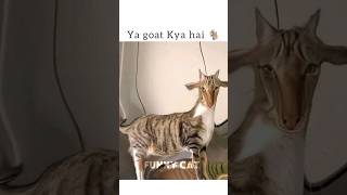 meri shakal Dekh 🫪✨ #funny #cat #shorts #comedy #unfrez #funnyanimal #memes #edit #1million