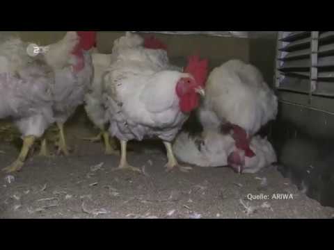 Video: Wann werden Broiler geschlechtsreif?