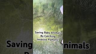 Famous Got there just in time to save this baby #alligator from being consumed by an #invasive #snake !!! Profile