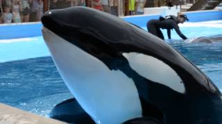 Dine with Shamu