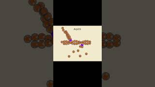 Microfilament Size Regulation #cellbiology #biology #bio