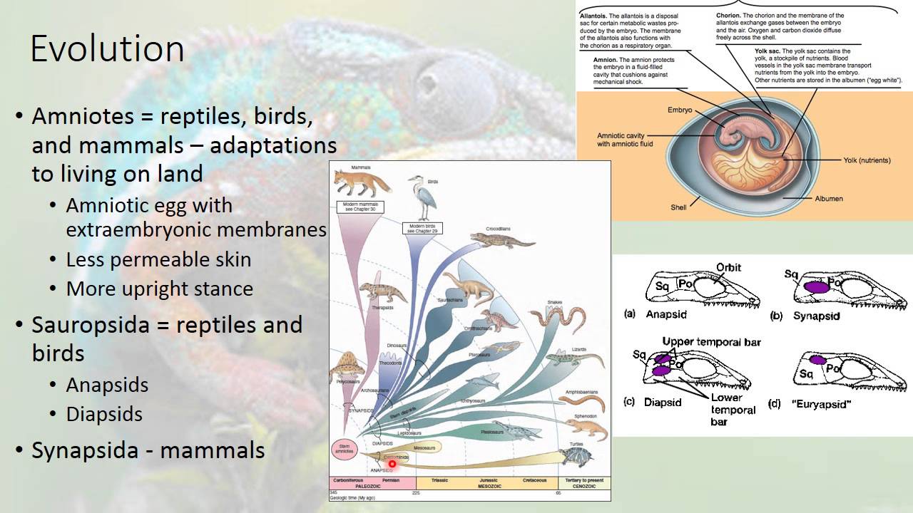 Reptile Basics - YouTube