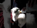 アルパカの霞ちゃんがミルク飲む動画
