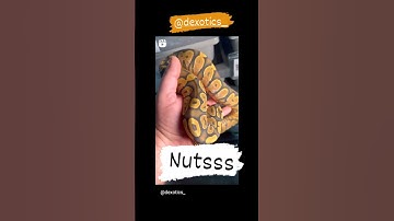 The oranges #animals #snake #breeding #reptile #petreptile #ballpython