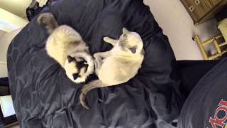 Ragdoll Cats Cuddle And Play Fight On Bed - ラグドール - PoathTV Floppy Cats - PoathCats