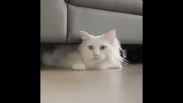 Video 208181: tabby white norwegian forest, white norwegian forest cat, norwegianforestcat cat, blue tabby white, curious cat