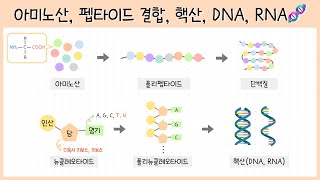 [고1 자연의 구성물질] 2강. 아미노산⎜펩타이드 결합⎜뉴클레오타이드⎜DNA⎜RNA🧬