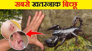 दुनिया भर में पाई जाने वाली बिच्छू की सबसे खतरनाक प्रजातियां । Most Dangerous Scorpion Species