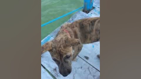 Kuro chó vện phú quốc lai với mông cộc