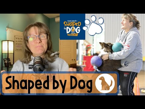 Videó: 5 kutyapálya, akit szeretne lenni