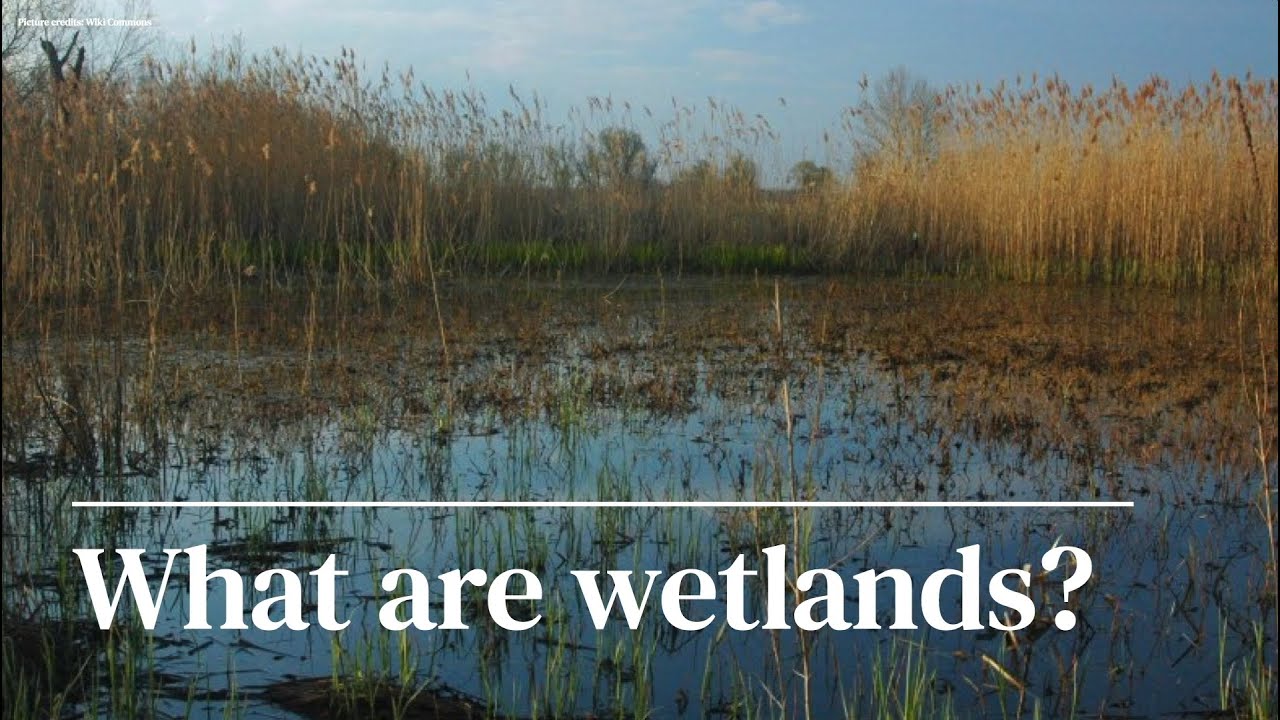 Why are wetlands so important IWMI YouTube