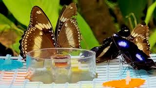 Австралийский сад заповедник бабочек  Australian Butterfly Sanctuary  Kuranda, Queensland, Australia