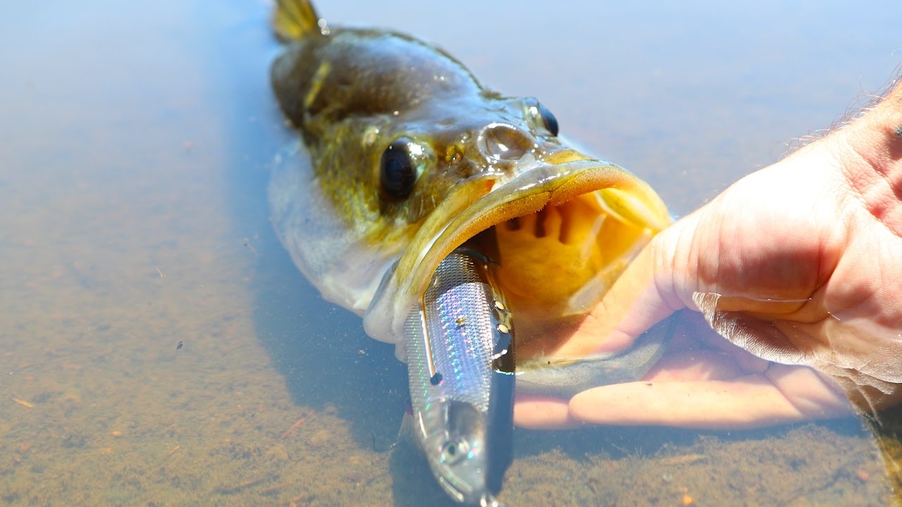 BIG Bass Vs. BIG Swimbaits!!! | Jiggin’ With Jordan