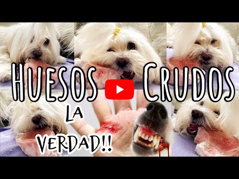 Video: Los mejores huesos para limpiar los dientes de perro