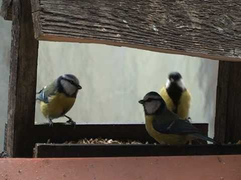 Video: Proč Ptáci Potřebují Oříznutá Křídla?