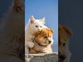 #Pets #Cats #Dogs #CutePets #AnimalLovers #ペット #猫好き #犬好き #宠物 #猫狗