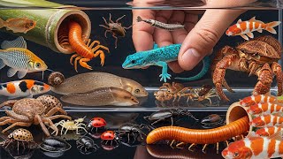Catching Colorful Insects & Tiny Creatures in Secret Places | Macro Wildlife Adventure