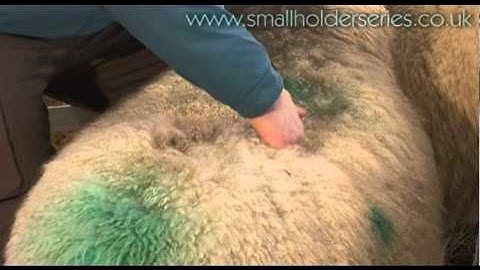 Condition Scoring Sheep with Adam Henson