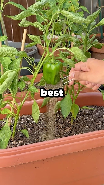 What’s the Best Fertilizer for Pepper Plants? #shorts
