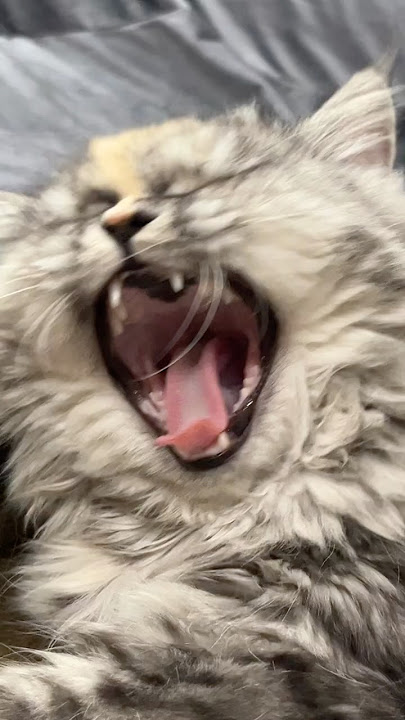 Her morning schedule😸🐾#catshorts #funnycat  #catvideos #cutecat #viralshorts #cute #kitten #cat