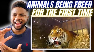 🇬🇧BRIT Reacts To ANIMALS BEING FREED FOR THE FIRST TIME!