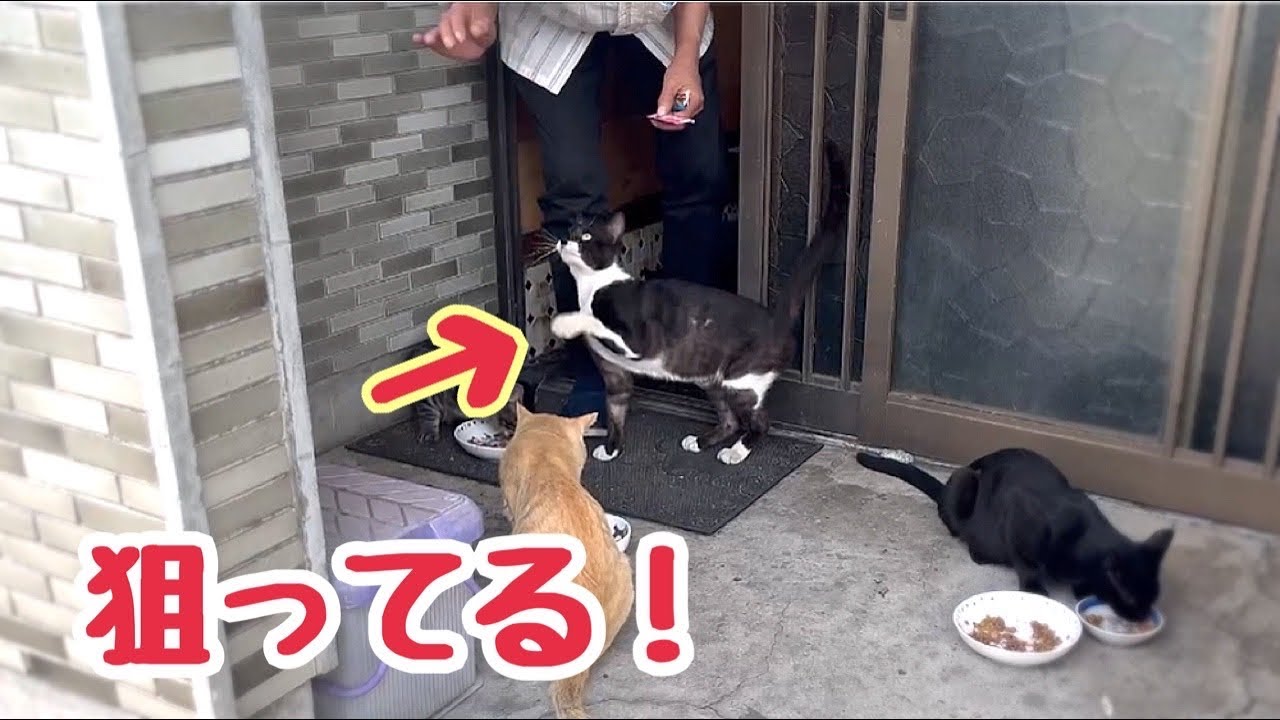 Checking in on the stray cats for the first time in a while; tried