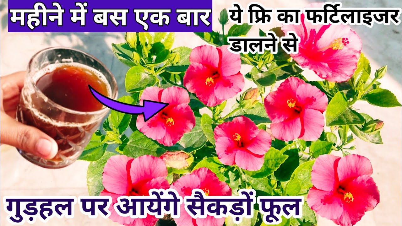 Homemade Fertilizer For Hibiscus Plant