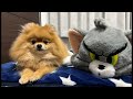 むぎと言います🙇♂️よろしくね🐶