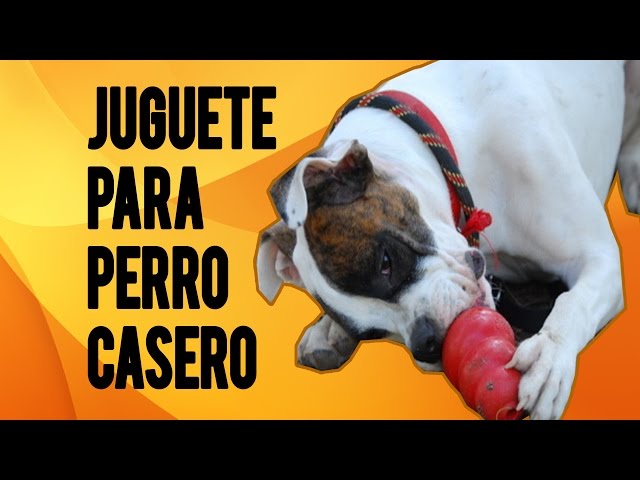 DIY: Cómo hacer un juguete casero para perros en minutos 