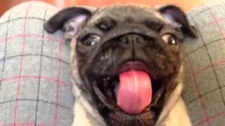 The Pug Yawn