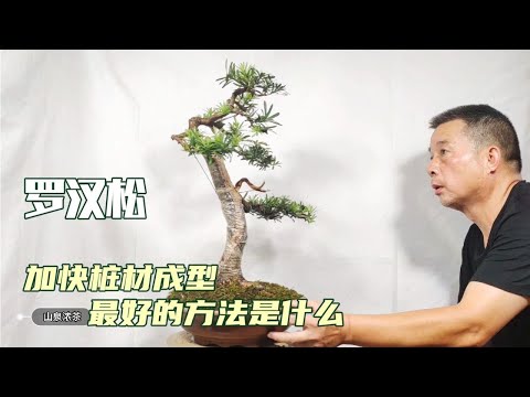 How to speed up the forming of bonsai pile material盆栽パイル素材の成形をスピードアップする方法-Podocarpus-如何加快盆景樁材成型——羅漢松