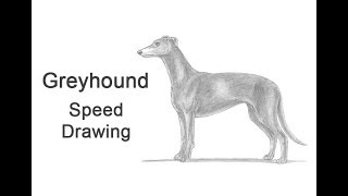 Greyhound Dog Time-lapse / Speed Drawing