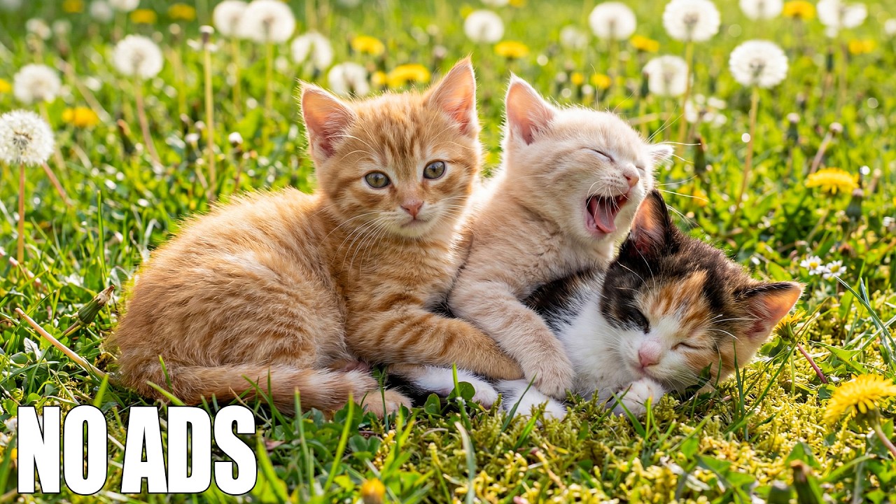 12 HOURS Calming Cat Music 🐈 Relaxing Music to Reduce Stress & Deep Sleep 🎹 Без рекламы