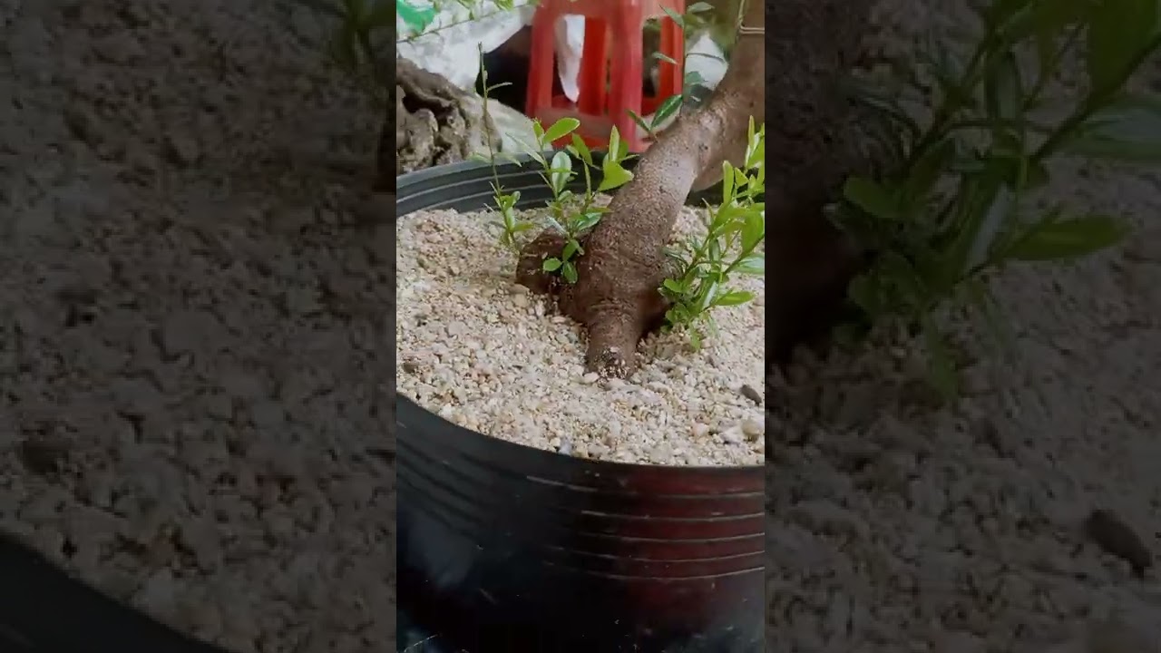 Ủ Kéo Sẹo Rồi Trồng Hay Trồng Luôn Khi Nhập Phôi. Mời Cả Nhà Xem Cách Làm Của Mình