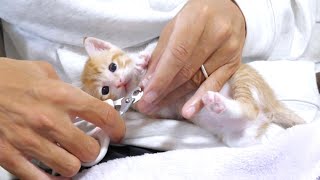 爪切りマンに捕まった子猫が悲しそうにこっち見てるのかわいすぎ【赤ちゃん猫 保護猫】