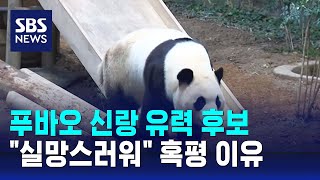 푸바오 신랑 유력 후보…'실망스러워' 혹평 이유 / SBS / 오클릭
