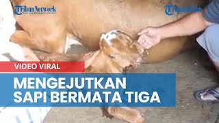 Viral Anak Sapi Bermata 3 di Blora