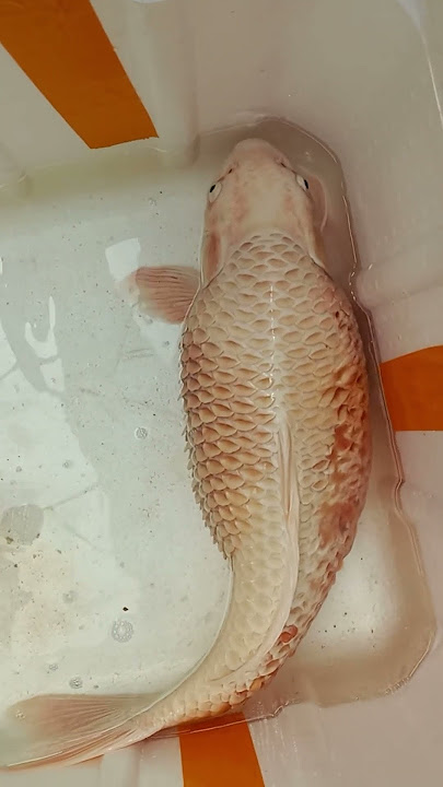 DROPSY DISEASE IN KOI fish
