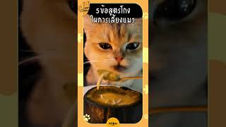 5 ข้อสูตรโกง ในการเลี้ยงแมว #cat #catsfacts #แมว #แมวน่ารัก #ทาสแมว #เลี้ยงแมว #meowbarn #เหมียวบาน