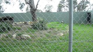 Australian dingo howling