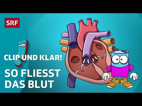 Wie funktioniert der Blutkreislauf? | Clip und klar! | SRF Kids – Kindervideos