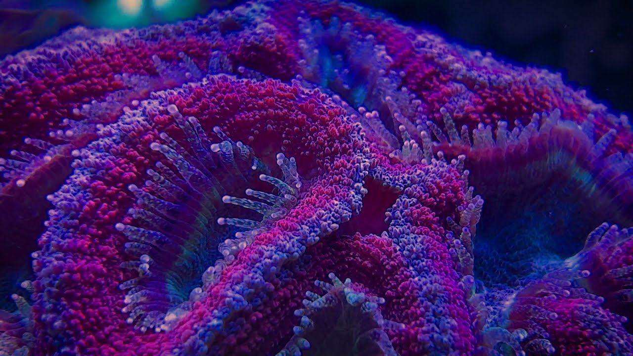Symphyllia Fidelreef