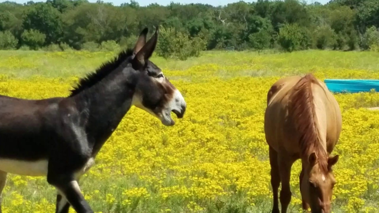 angry donkey yells at fat horse youtube