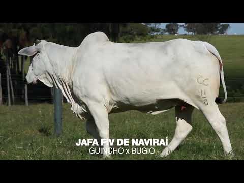 LOTE 15A - JAFA (GUINCHO x BUGIO)